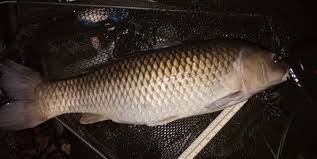 Image result for Penketh & Old Hall Angling Society