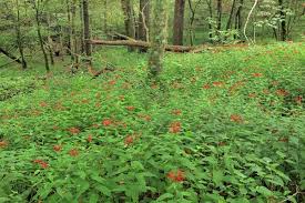 Attēlu rezultāti vaicājumam “Diderma montanum stalked”