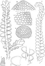 Attēlu rezultāti vaicājumam “Odontoschisma denudatum cells”