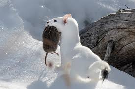 Attēlu rezultāti vaicājumam “Mustela erminea”