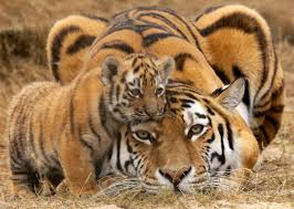 Afbeeldingsresultaat voor tijgers