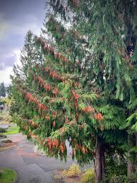 Attēlu rezultāti vaicājumam “Thuja plicata flower”