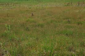 Attēlu rezultāti vaicājumam “Eleocharis quinqueflora”