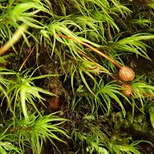 Attēlu rezultāti vaicājumam “Bartramia pomiformis”