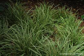 Attēlu rezultāti vaicājumam “Carex scandinavica”