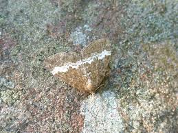 Attēlu rezultāti vaicājumam “Perizoma alchemilla”