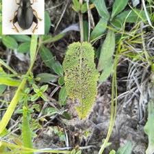 Attēlu rezultāti vaicājumam “Tetratoma fungorum”