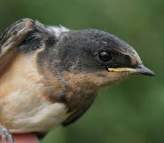 Attēlu rezultāti vaicājumam “Hirundo rustica juvenile”