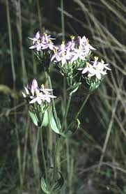 Attēlu rezultāti vaicājumam “Centaurium erythraea leaf”