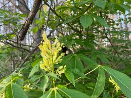 Attēlu rezultāti vaicājumam “Aesculus flava flower”