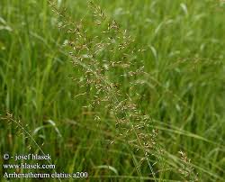 Attēlu rezultāti vaicājumam “Arrhenatherum elatius”