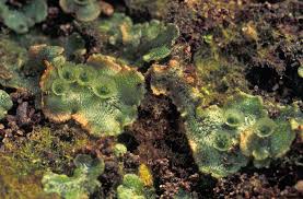 Image result for Marchantia polymorpha