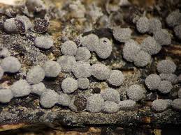 Attēlu rezultāti vaicājumam “Badhamia foliicola”