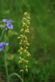 Attēlu rezultāti vaicājumam “Juniperus communis female flower”