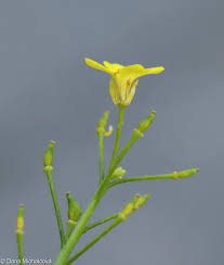 Attēlu rezultāti vaicājumam “Bunias orientalis flower”