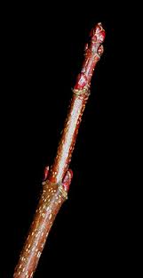 Attēlu rezultāti vaicājumam “Acer saccharinum bud”