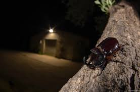 Attēlu rezultāti vaicājumam “Oryctes nasicornis male”