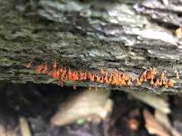 Attēlu rezultāti vaicājumam “Hemitrichia calyculata young”