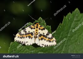 Attēlu rezultāti vaicājumam “Abraxas grossulariata”