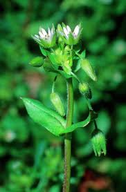 Attēlu rezultāti vaicājumam “Stellaria media bud”