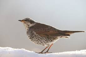 Image result for Turdus eunomus