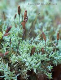 Attēlu rezultāti vaicājumam “Saelania glaucescens”