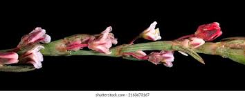 Attēlu rezultāti vaicājumam “Polygonum arenastrum flower”