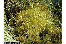 Attēlu rezultāti vaicājumam “Hamatocaulis vernicosus”