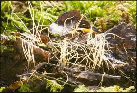 Attēlu rezultāti vaicājumam “Macrotyphula juncea”