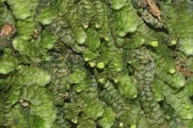 Attēlu rezultāti vaicājumam “Calypogeia sphagnicola”