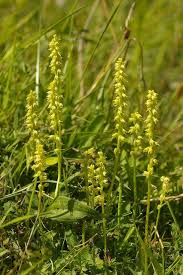 Attēlu rezultāti vaicājumam “Herminium monorchis flower”