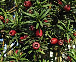 Attēlu rezultāti vaicājumam “Taxus baccata fruit”