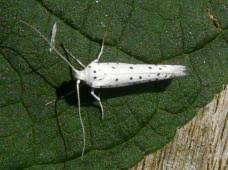 Attēlu rezultāti vaicājumam “Yponomeuta evonymella”