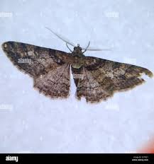 Attēlu rezultāti vaicājumam “Cleora cinctaria”