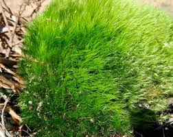 Attēlu rezultāti vaicājumam “Plagiomnium affine sporophyte”