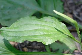 Attēlu rezultāti vaicājumam “Plantago uniflora leaf”