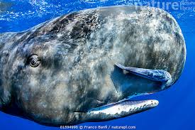 Image result for Physeter macrocephalus