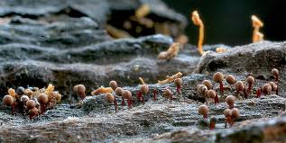 Attēlu rezultāti vaicājumam “Cribraria languescens”