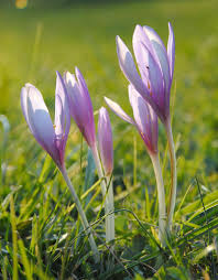 Image result for Herbstzeitlose