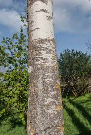 Attēlu rezultāti vaicājumam “Populus tremula”