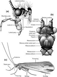 Attēlu rezultāti vaicājumam “Trichoptera egg mass”