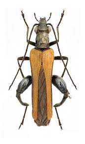 Attēlu rezultāti vaicājumam “Oedemera femorata”