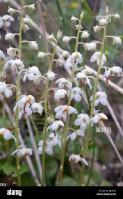 Attēlu rezultāti vaicājumam “Pyrola rotundifolia”