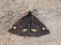 Attēlu rezultāti vaicājumam “Pyrausta aurata”