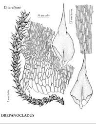 Attēlu rezultāti vaicājumam “Drepanocladus polygamus”