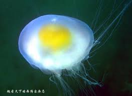 Image result for Phacellophora camtschatica