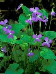 Attēlu rezultāti vaicājumam “Viola collina flower”