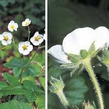 Attēlu rezultāti vaicājumam “Fragaria moschata flower”