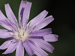 Attēlu rezultāti vaicājumam “Lactuca tatarica flower”