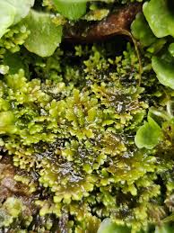 Attēlu rezultāti vaicājumam “Riccardia multifida”